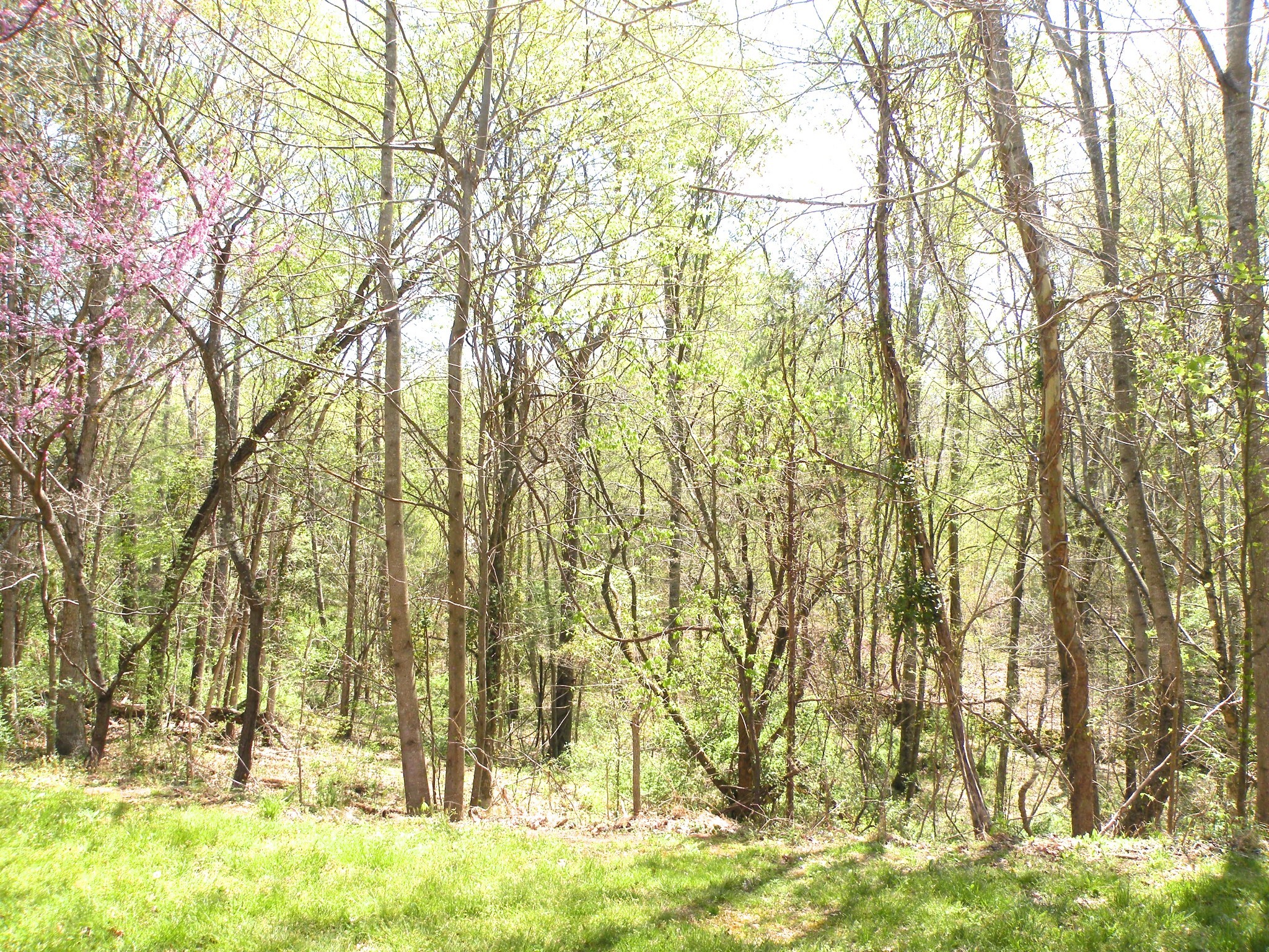 150 J W Thompson Road Westmoreland, TN 37186 - Photo 14 of 65