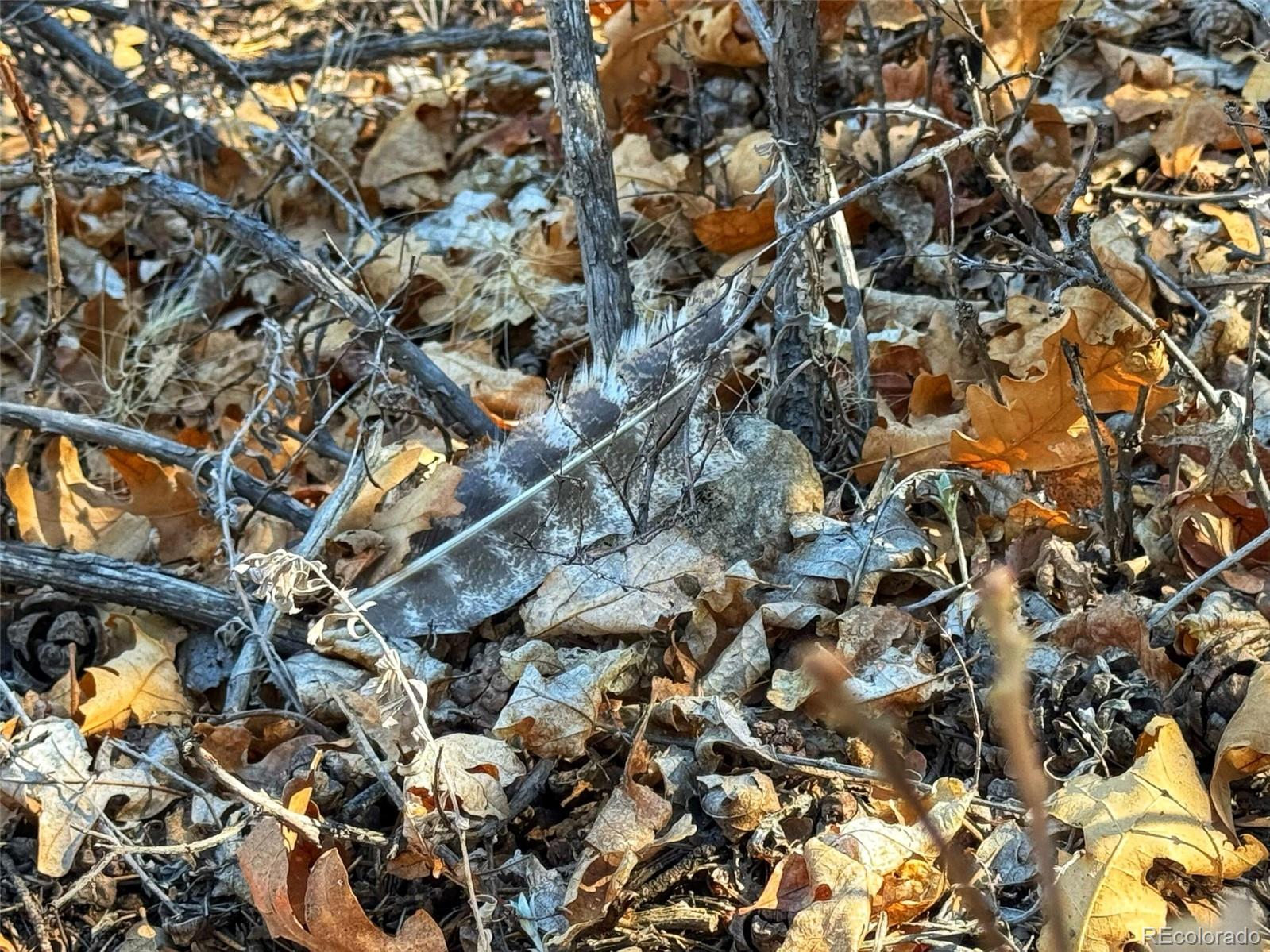 572 Tbd Country Road Gardner, CO 81040 - Photo 4 of 16 a view of a tree