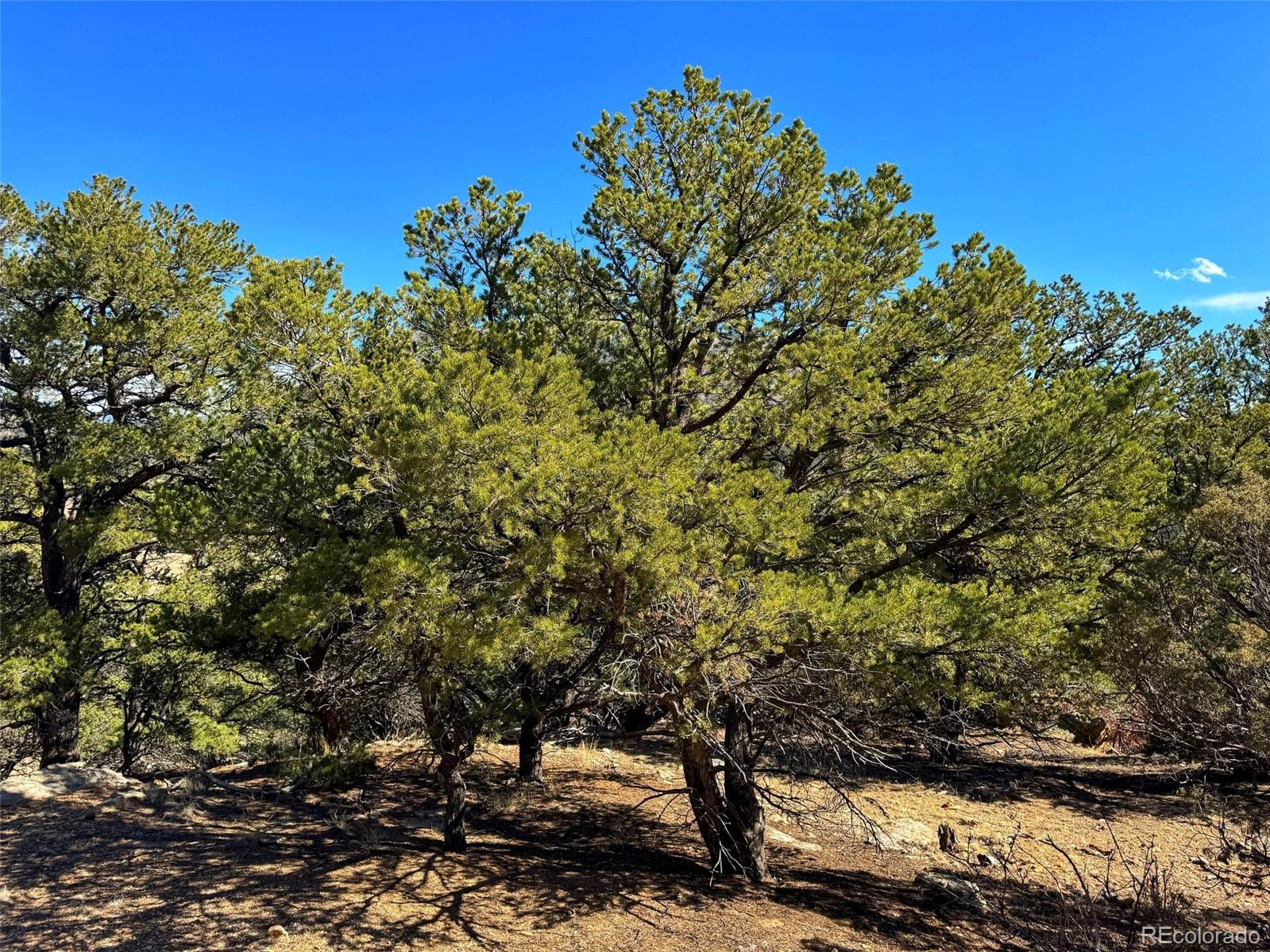 572 Tbd Country Road Gardner, CO 81040 - Photo 6 of 16 a view of a tree in a yard