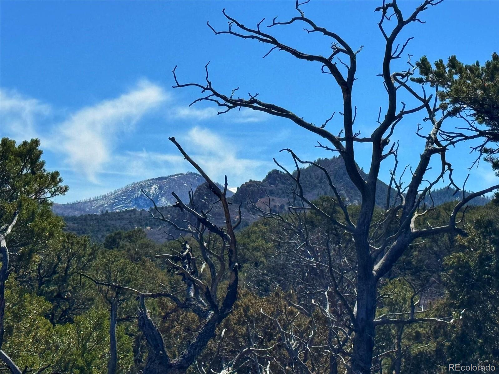 572 Tbd Country Road Gardner, CO 81040 - Photo 8 of 16 a view of a tree in a forest