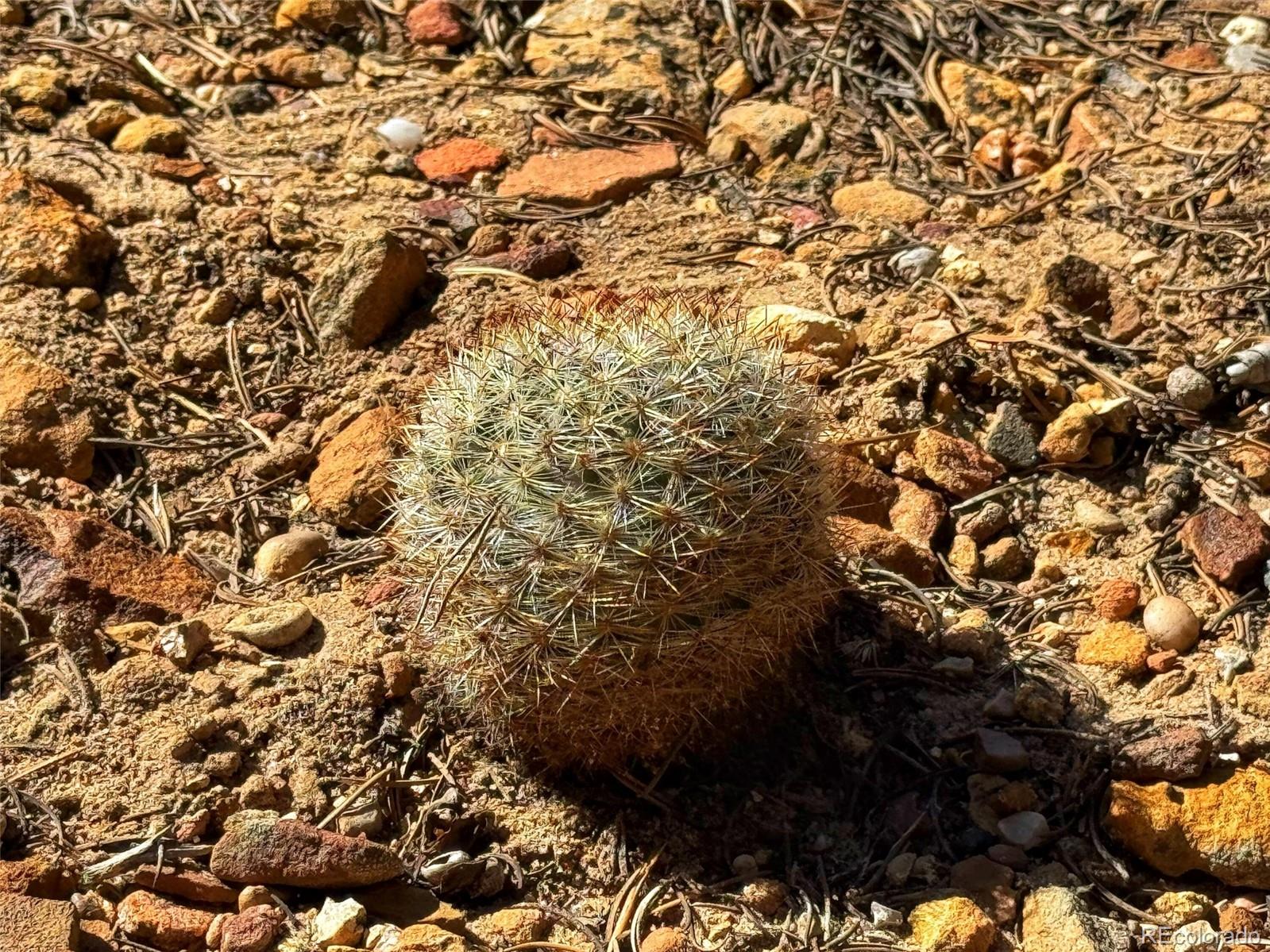 572 Tbd Country Road Gardner, CO 81040 - Photo 10 of 16 a view of a tree