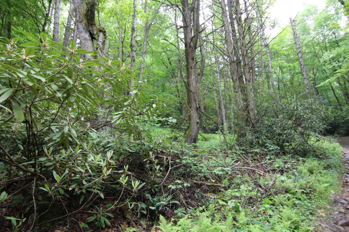 0 Simcox Road Mountain City, TN 37683 - Photo 4 of 7 LOTS OF TREES FOR PRIVACY