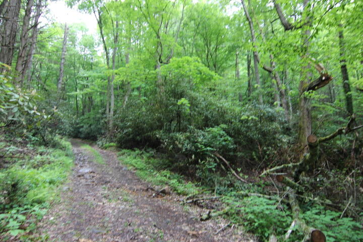 0 Simcox Road Mountain City, TN 37683 - Photo 5 of 7 GRAVEL ROAD