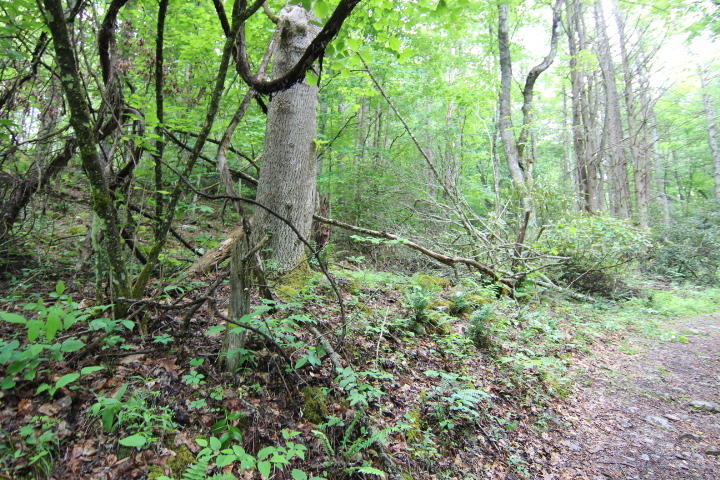 0 Simcox Road Mountain City, TN 37683 - Photo 6 of 7 TWO LOTS COMBINED