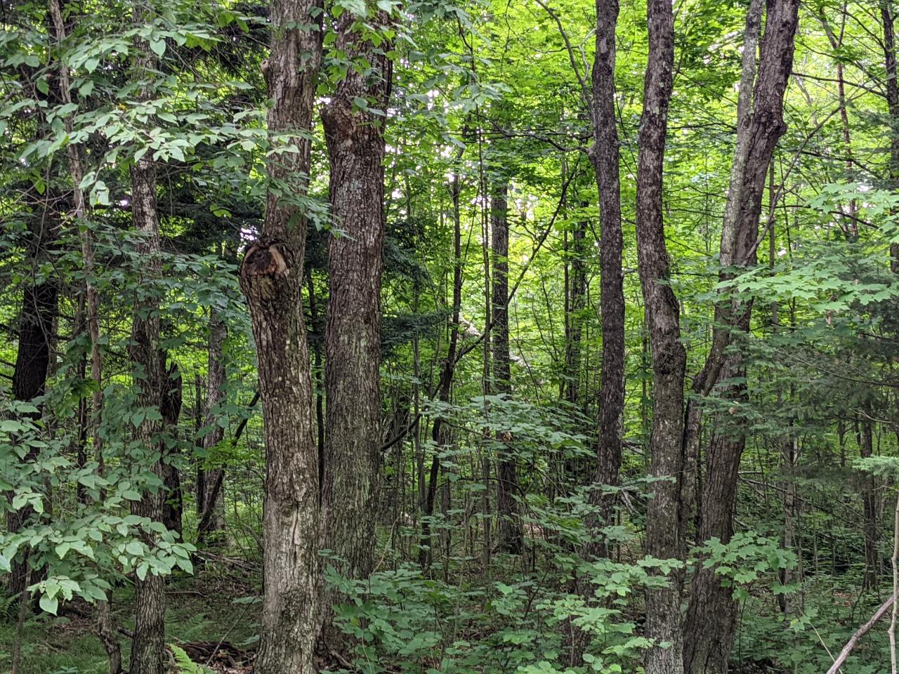On Meridian Road Prentice, WI 54556 - Photo 1 of 21 Gallery Image 1