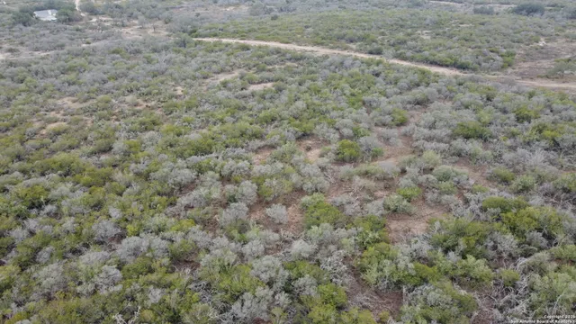 a view of a dry yard with a tree