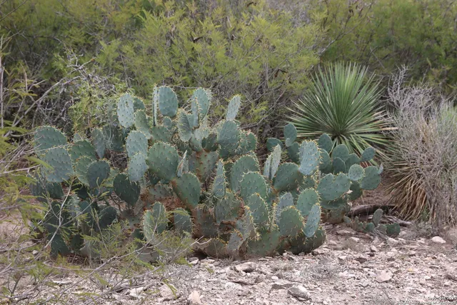 a view of a yard with a plant