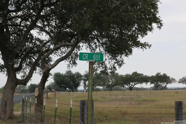 a street view with tall trees