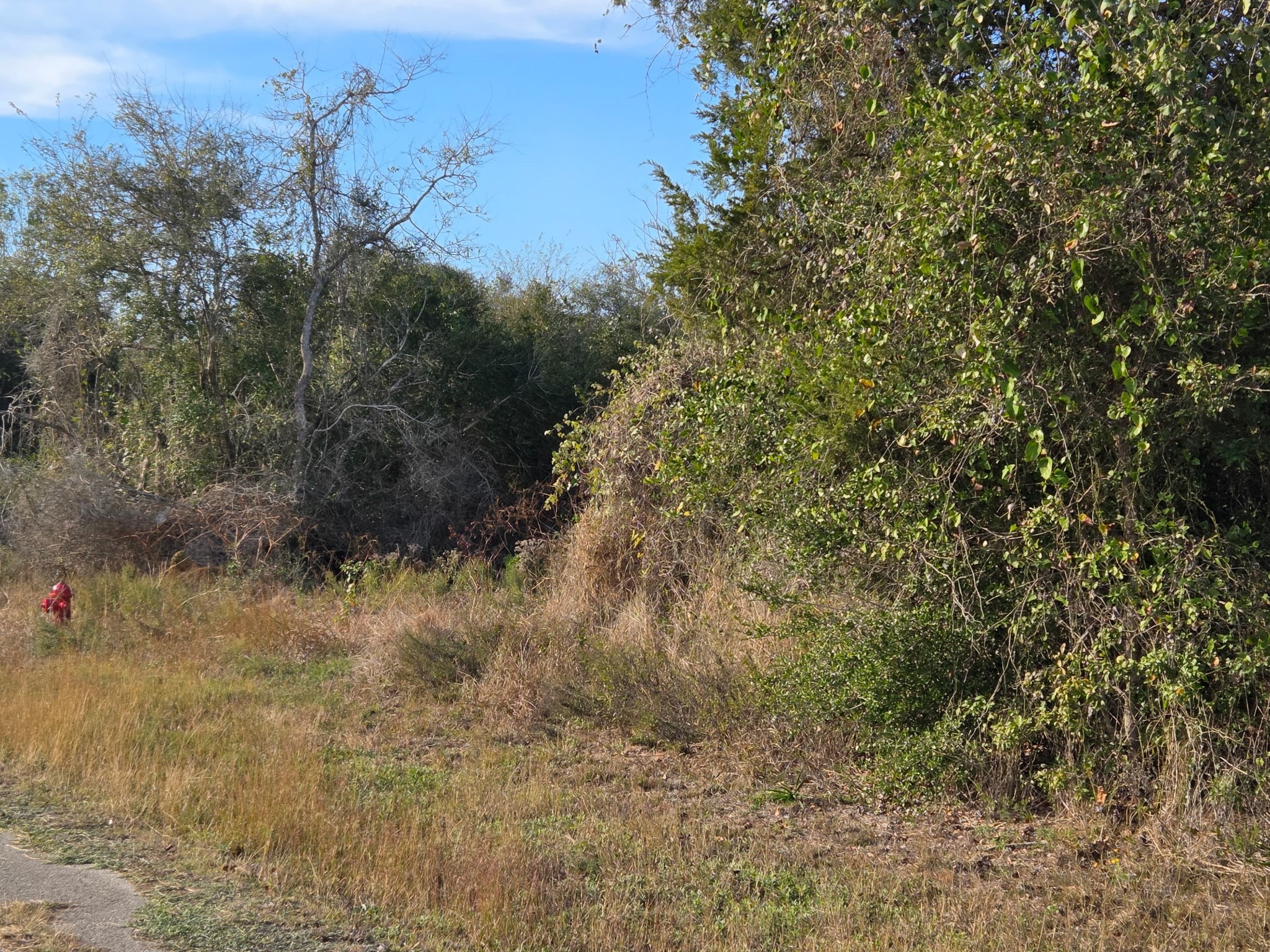 0 Bremond Hempstead, TX 77445 - Photo 2 of 6 a view of a yard with a tree