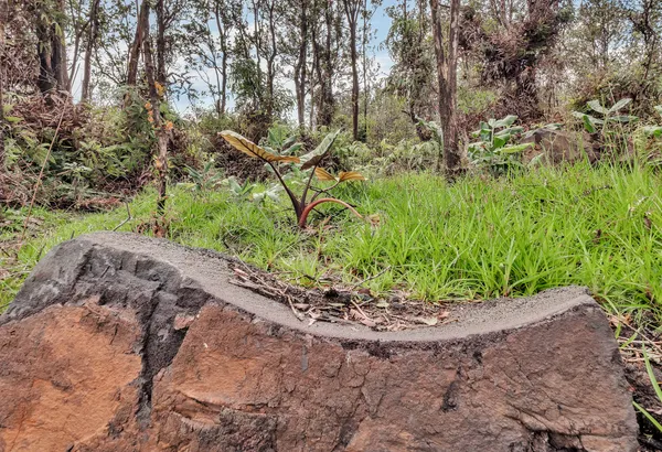 $459,000 | 11-3148 Pa Alii Street, Volcano, HI 96785