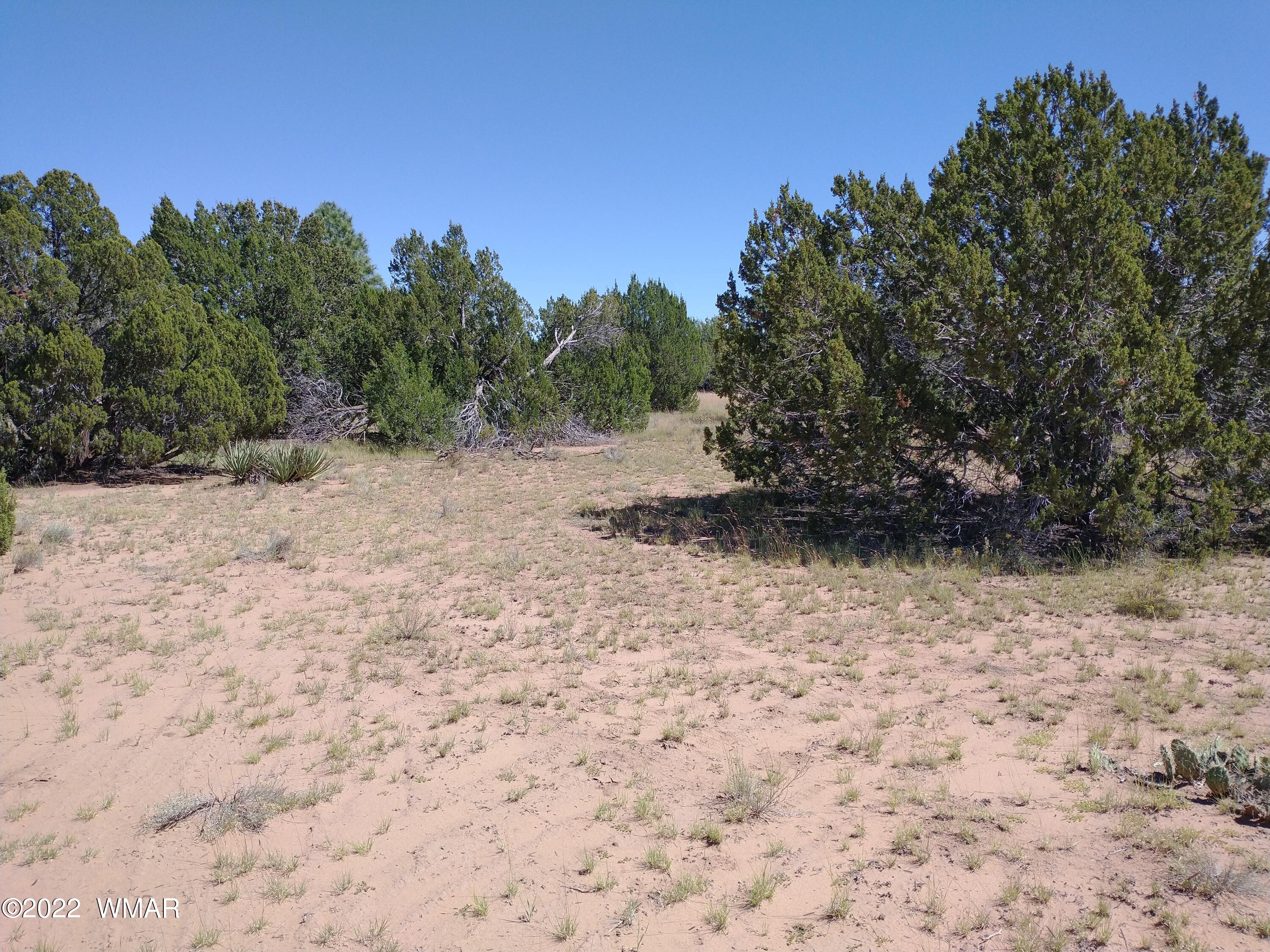 61 Spring Drive Concho, AZ 85924 - Photo 4 of 10
