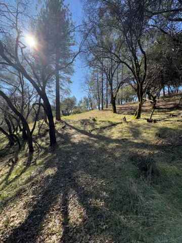 a view of a yard with a tree