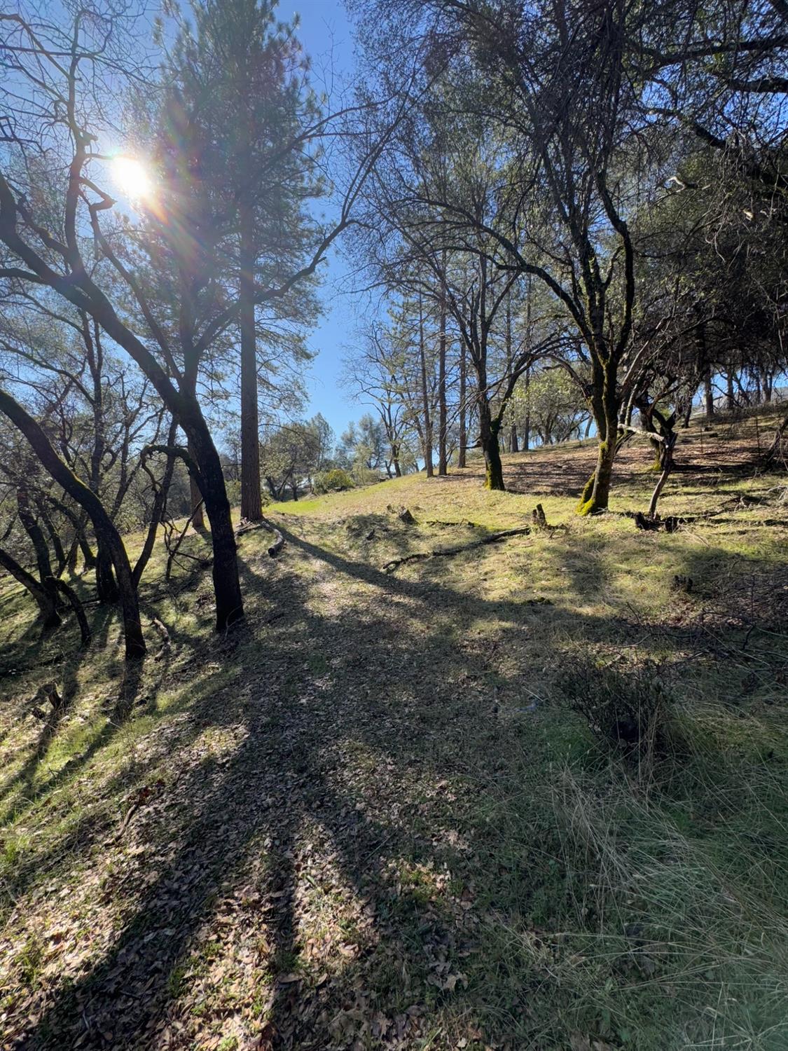 6271 Arch Lane Placerville, CA 95667 - Photo 2 of 13 a view of a yard with a tree