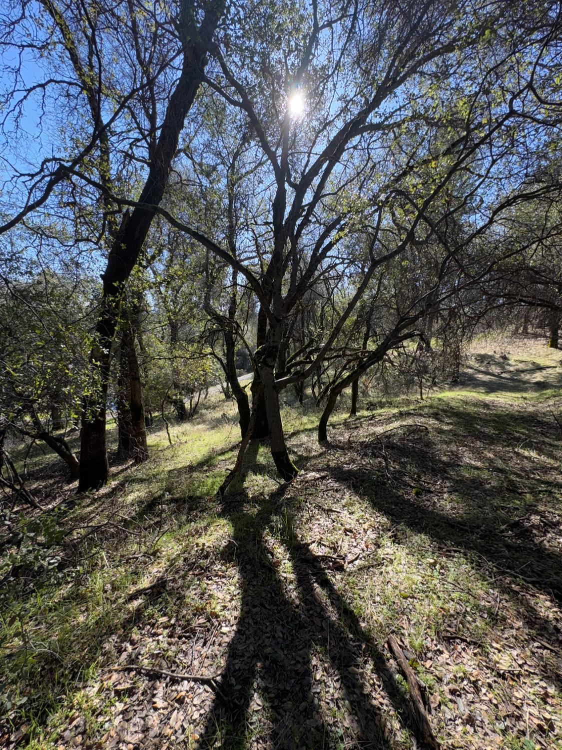 6271 Arch Lane Placerville, CA 95667 - Photo 6 of 13 a view of a forest filled with trees