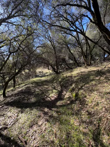 a view of a forest with trees