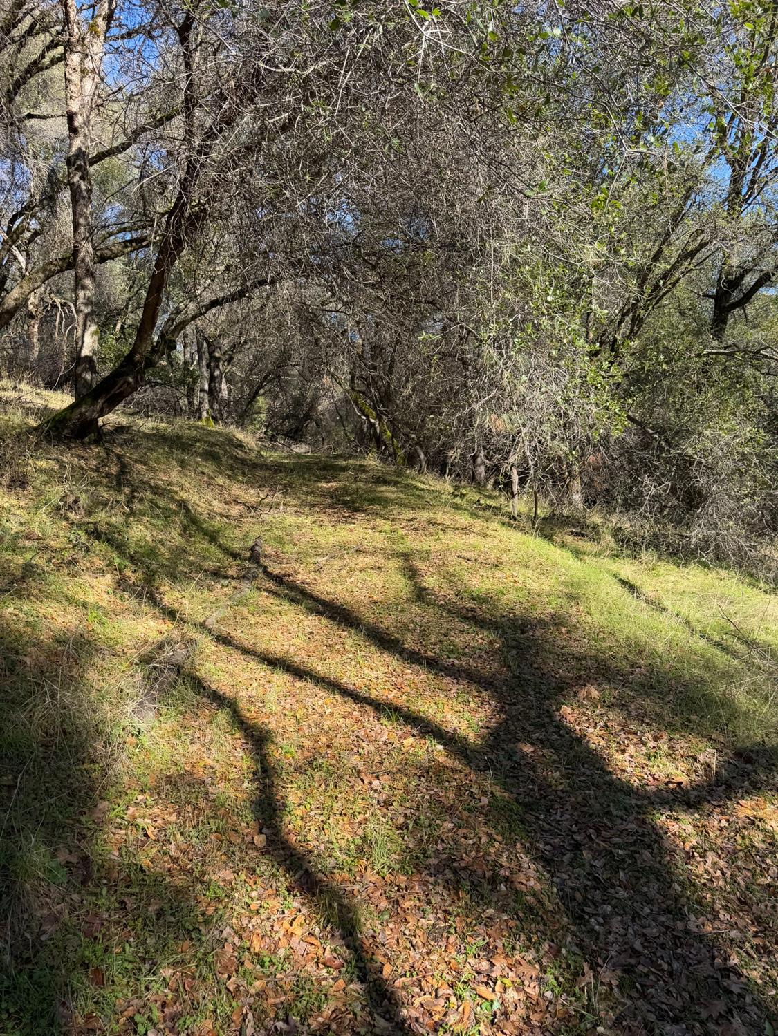 6271 Arch Lane Placerville, CA 95667 - Photo 9 of 13 a view of a yard with a tree