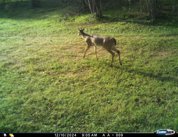 a backyard of a house with lots of green space and garden