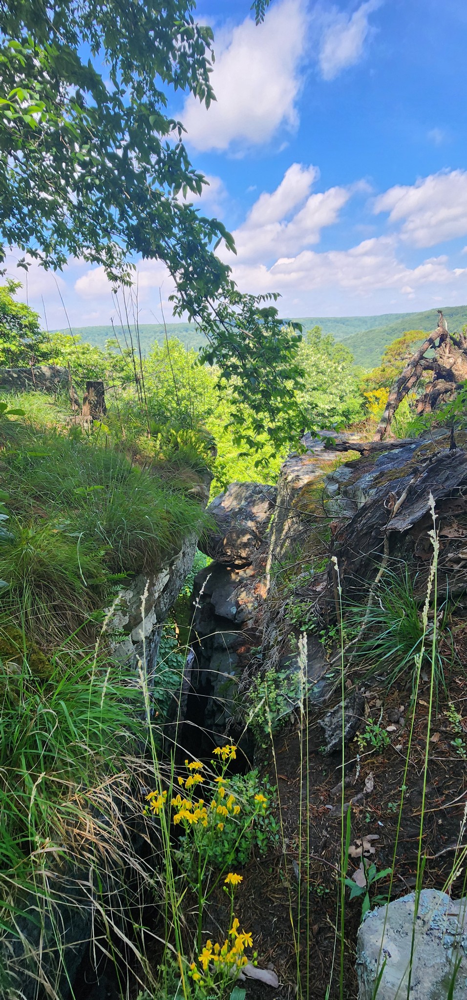 0 Roth Point Road Altamont, TN 37301 - Photo 26 of 49 a view of a yard with plants and tree