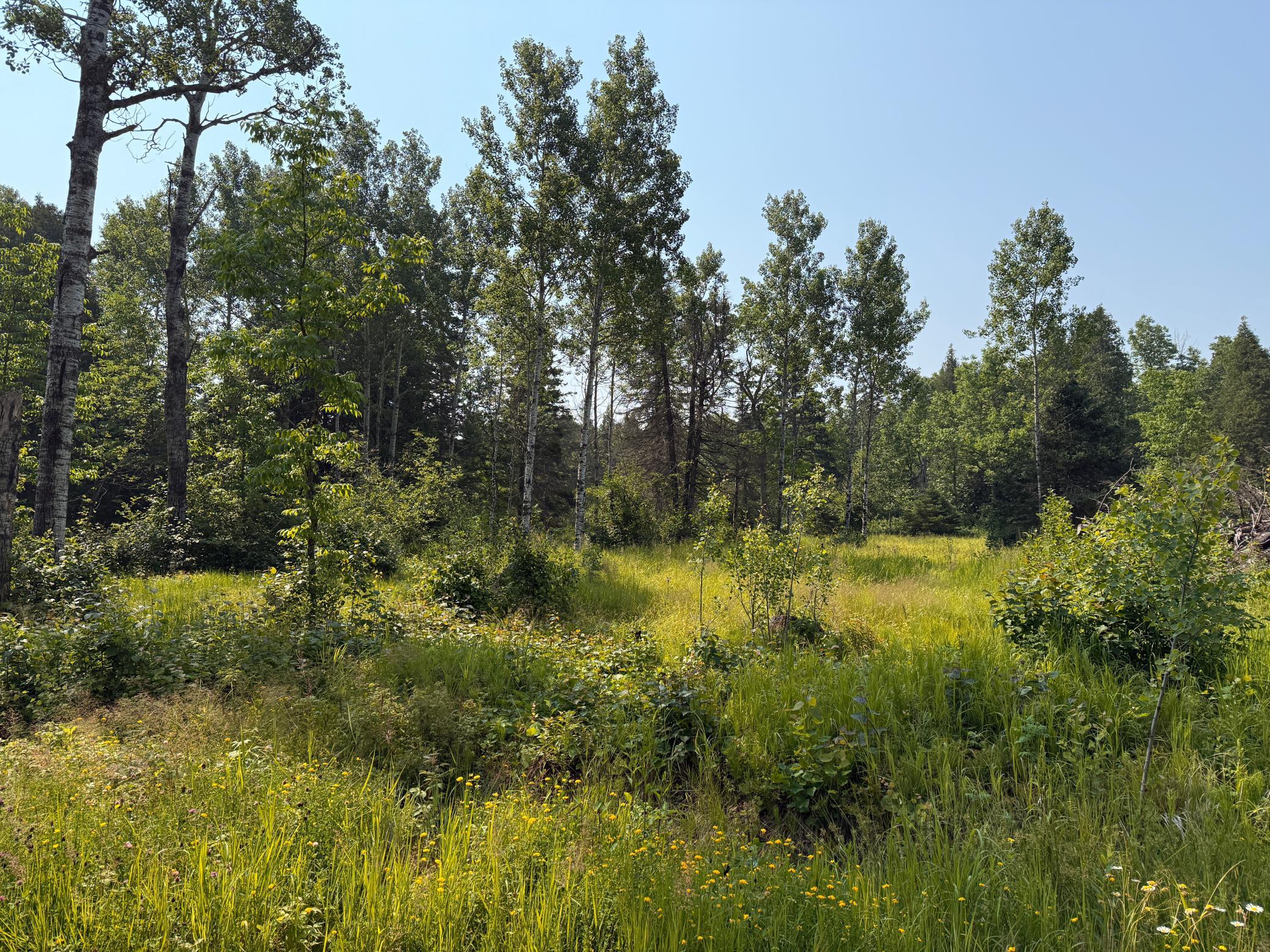 3437 Blueberry Hill Road Two Harbors, MN 55616 - Photo 66 of 106