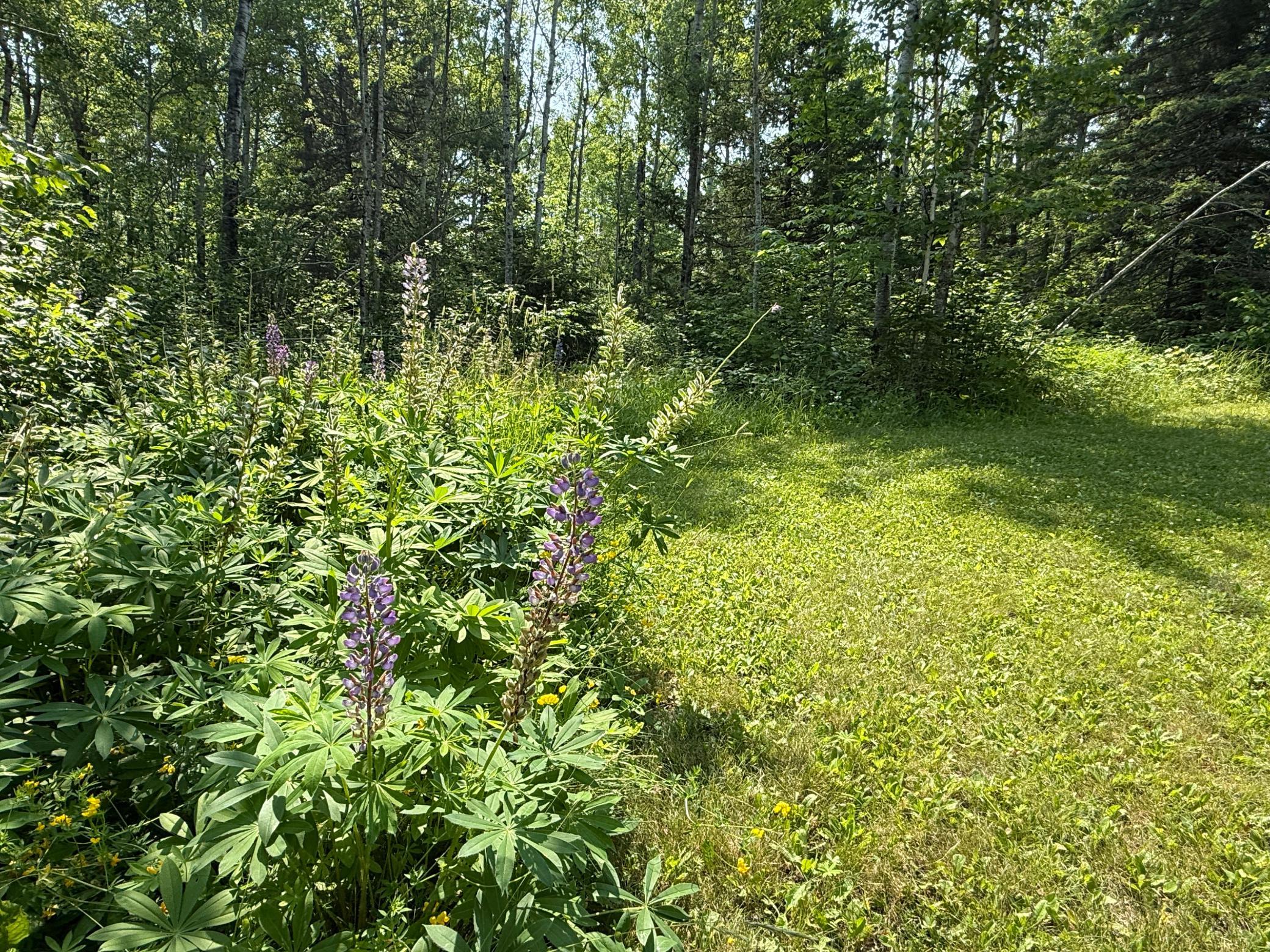 3437 Blueberry Hill Road Two Harbors, MN 55616 - Photo 73 of 106