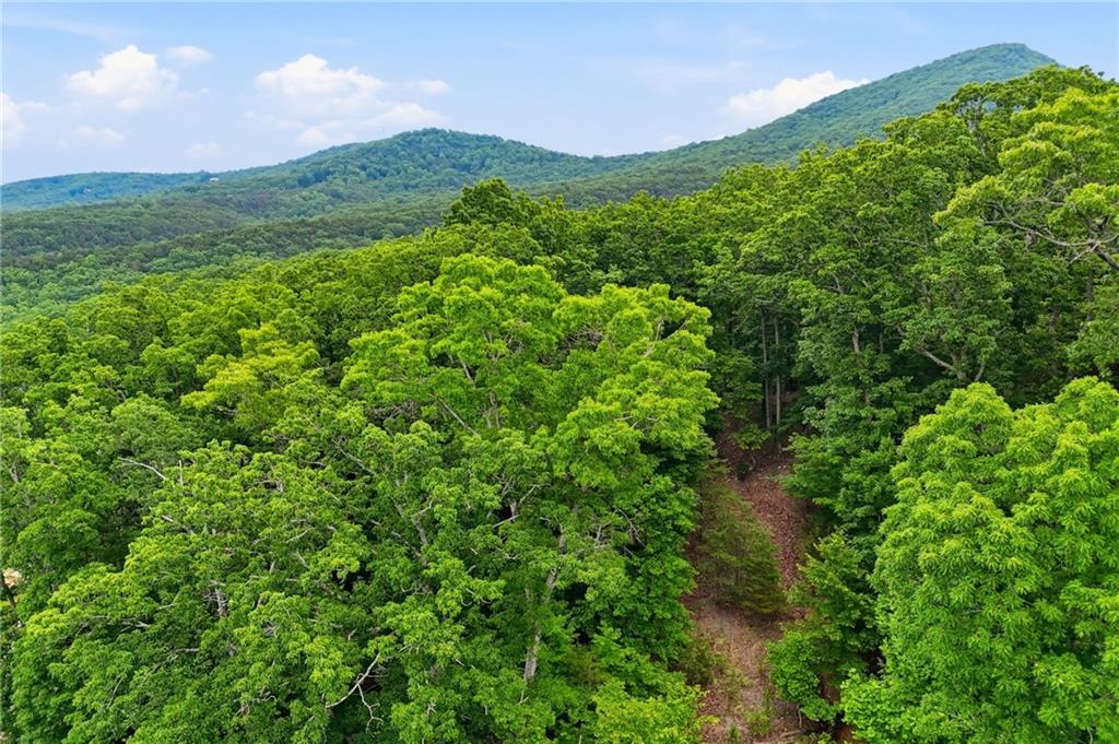 0 Owl Ridge Way Jasper, GA 30143 - Photo 14 of 22 a view of a green field with lots of bushes