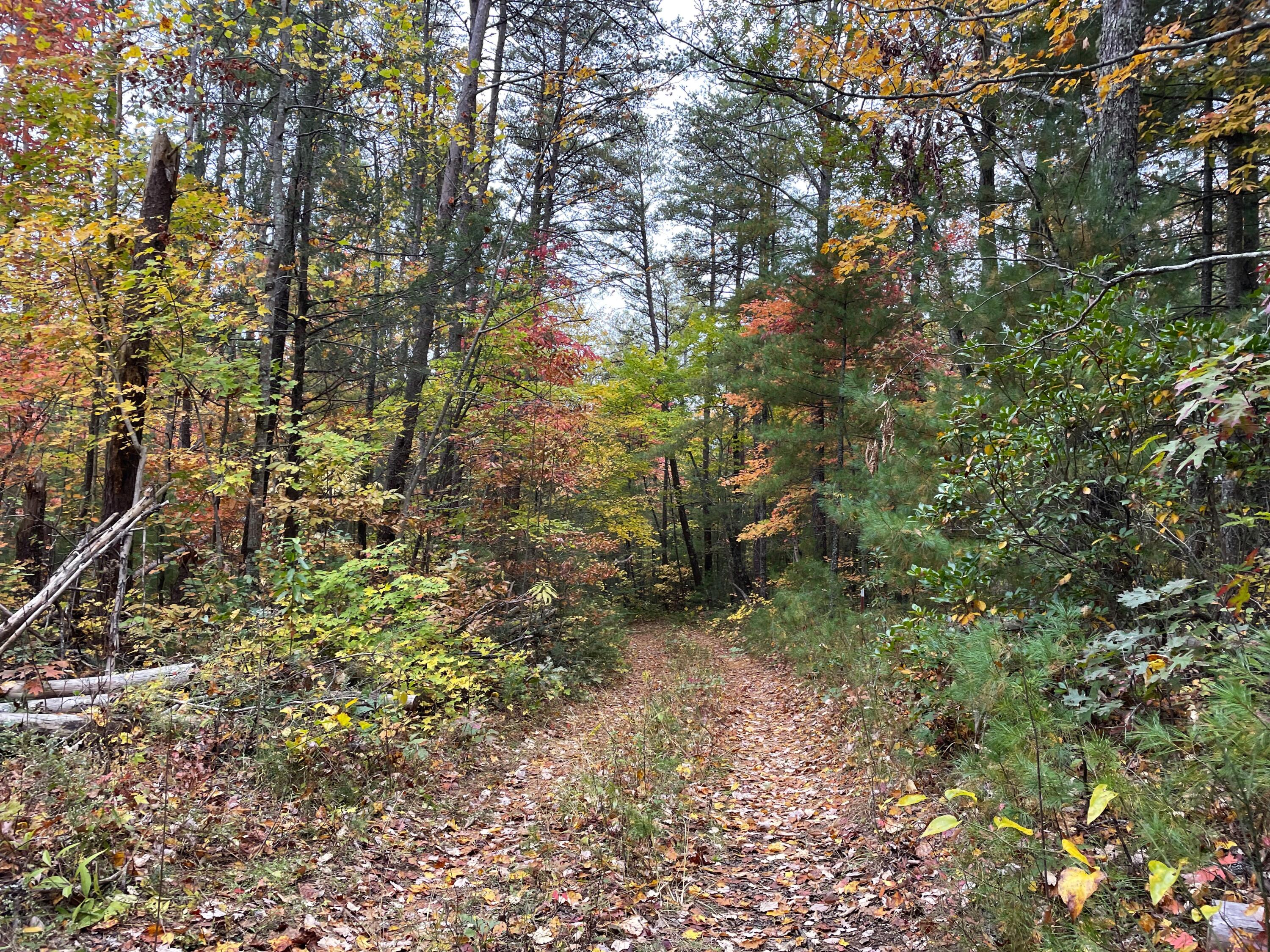 Lot 32 Grindstaff Road, Unit 32 Hartford, TN 37753 - Photo 2 of 17 2