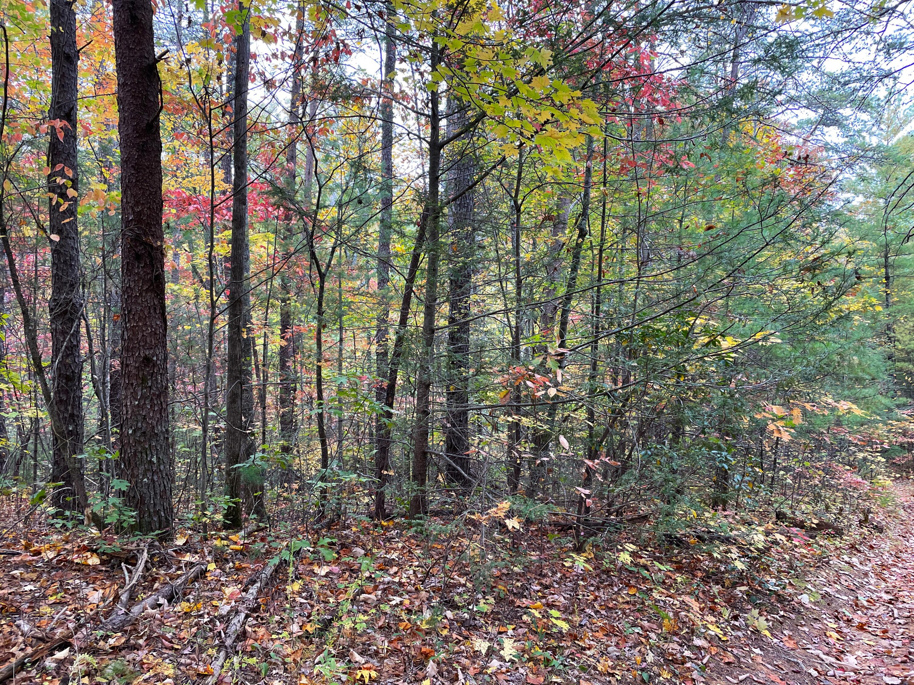Lot 32 Grindstaff Road, Unit 32 Hartford, TN 37753 - Photo 4 of 17 4