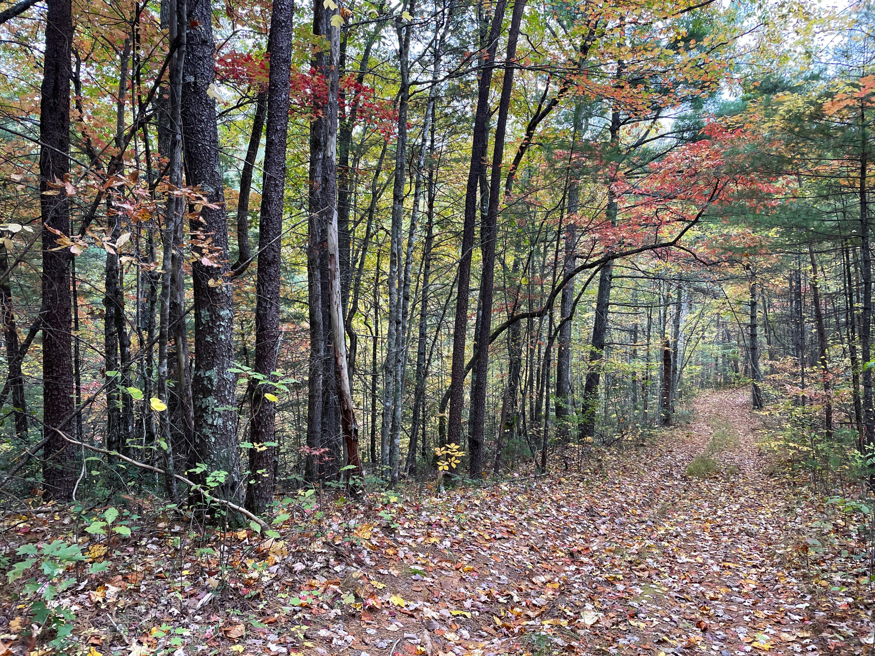 Lot 32 Grindstaff Road, Unit 32 Hartford, TN 37753 - Photo 5 of 17 5