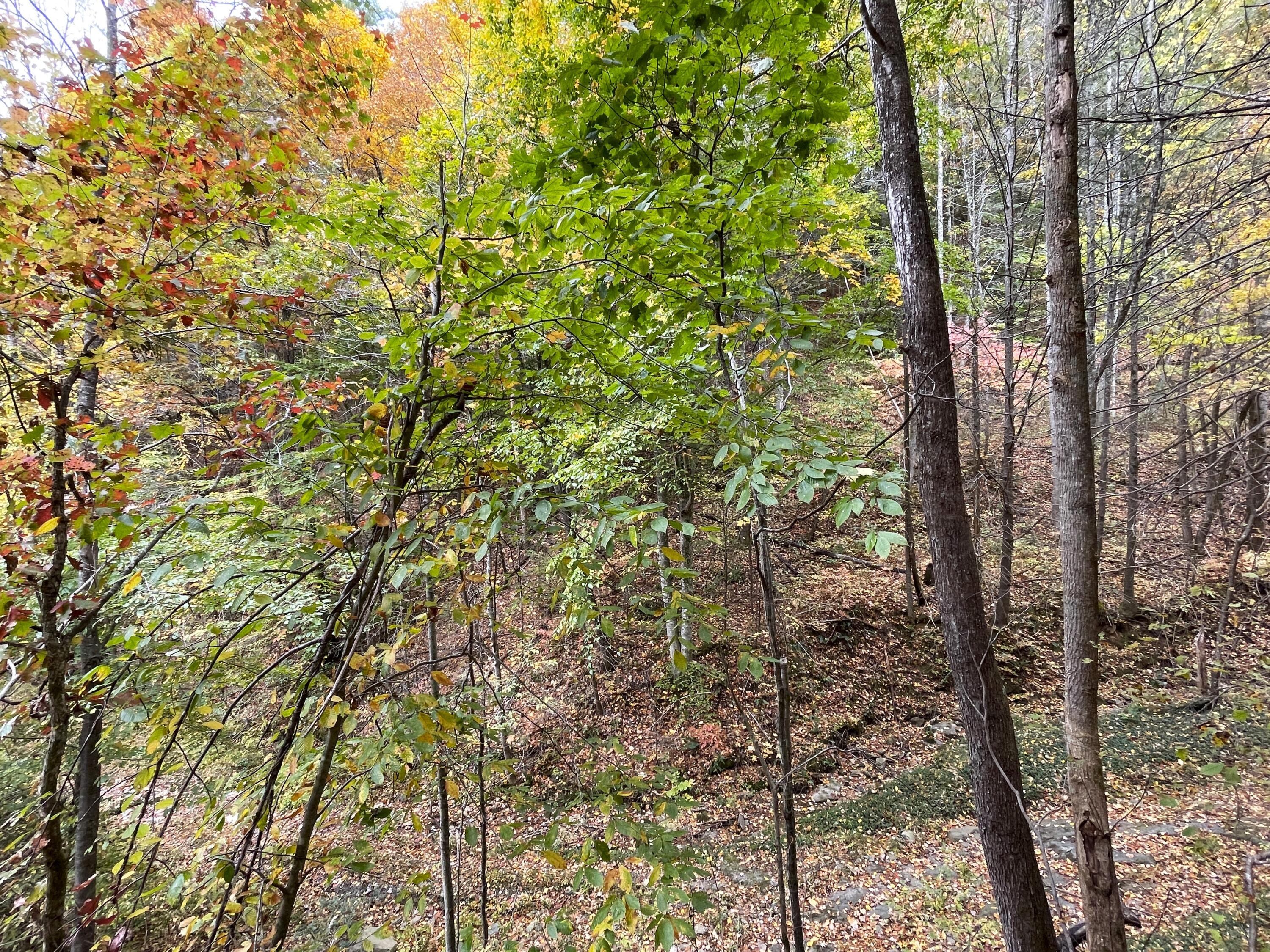 Lot 32 Grindstaff Road, Unit 32 Hartford, TN 37753 - Photo 10 of 17 10