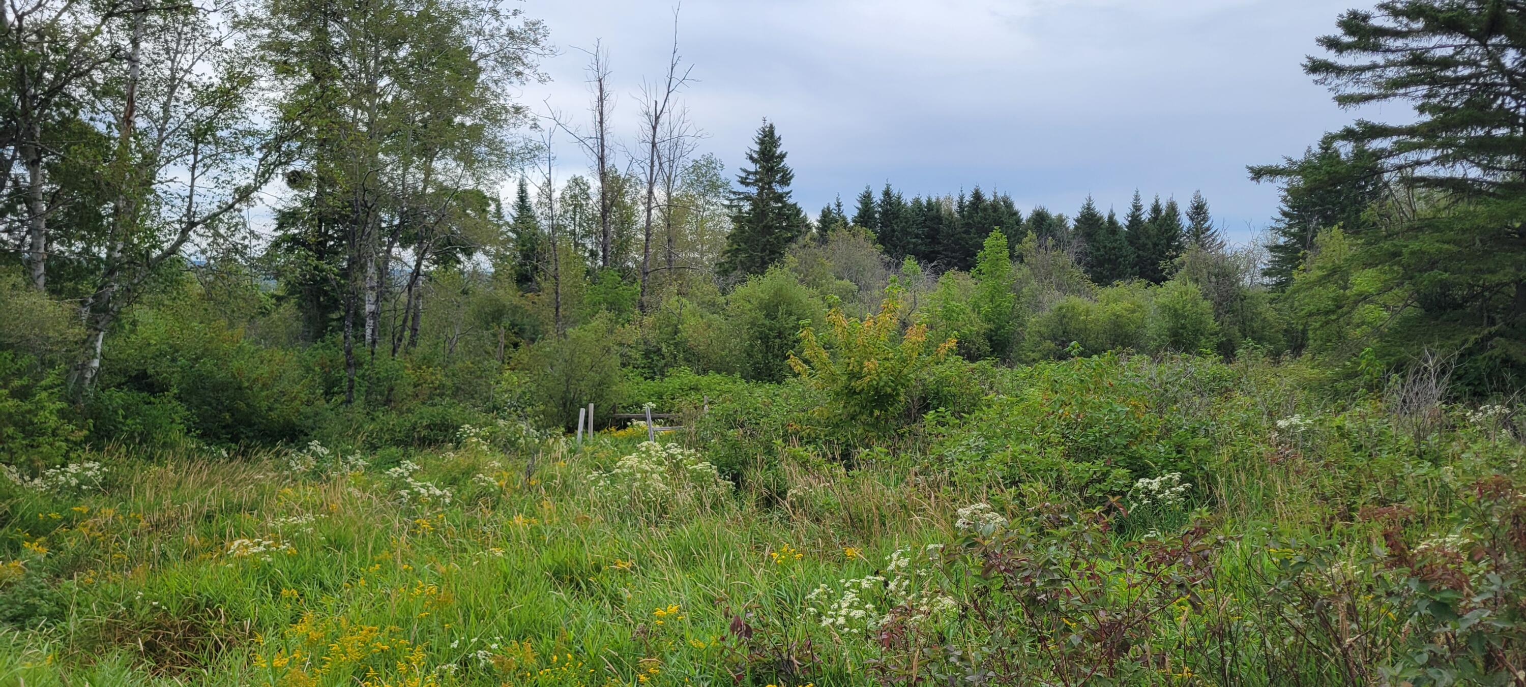 115 Cyr Road Grand Isle, ME 04746 - Photo 1 of 14 20250829_171917