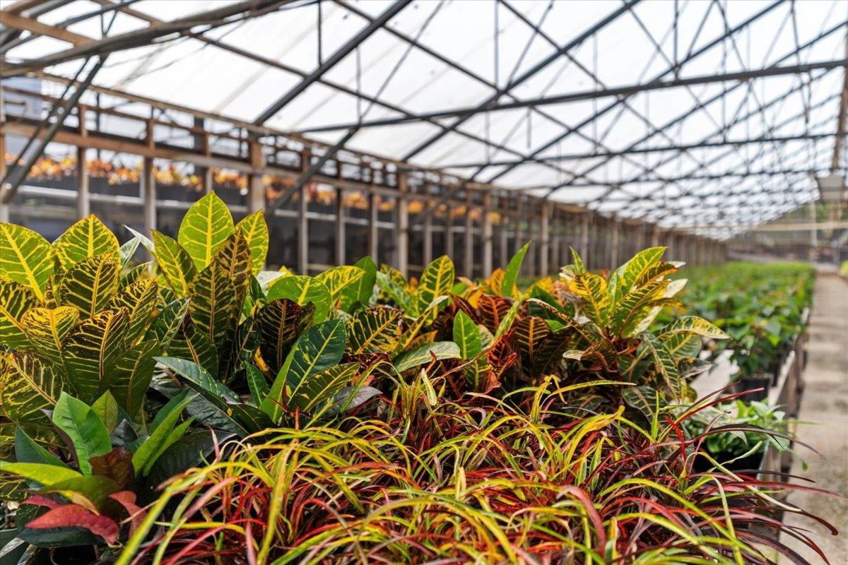 248 Piliwale Road Kula, HI 96790 - Photo 19 of 22 a plant is in a garden