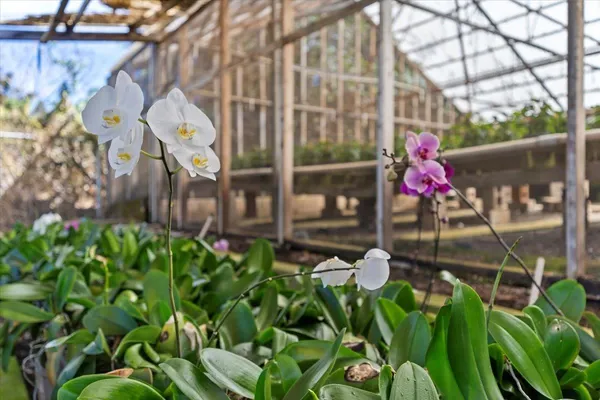 a view of a street with a flower in a garden