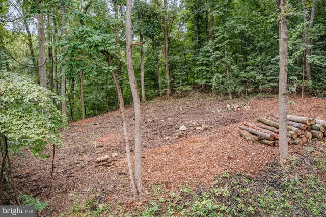 a view of a forest with trees