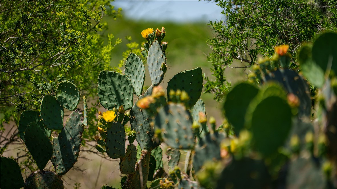 Tr 3 Fm-735 Alice, TX 78332 - Photo 17 of 37 a view of a garden