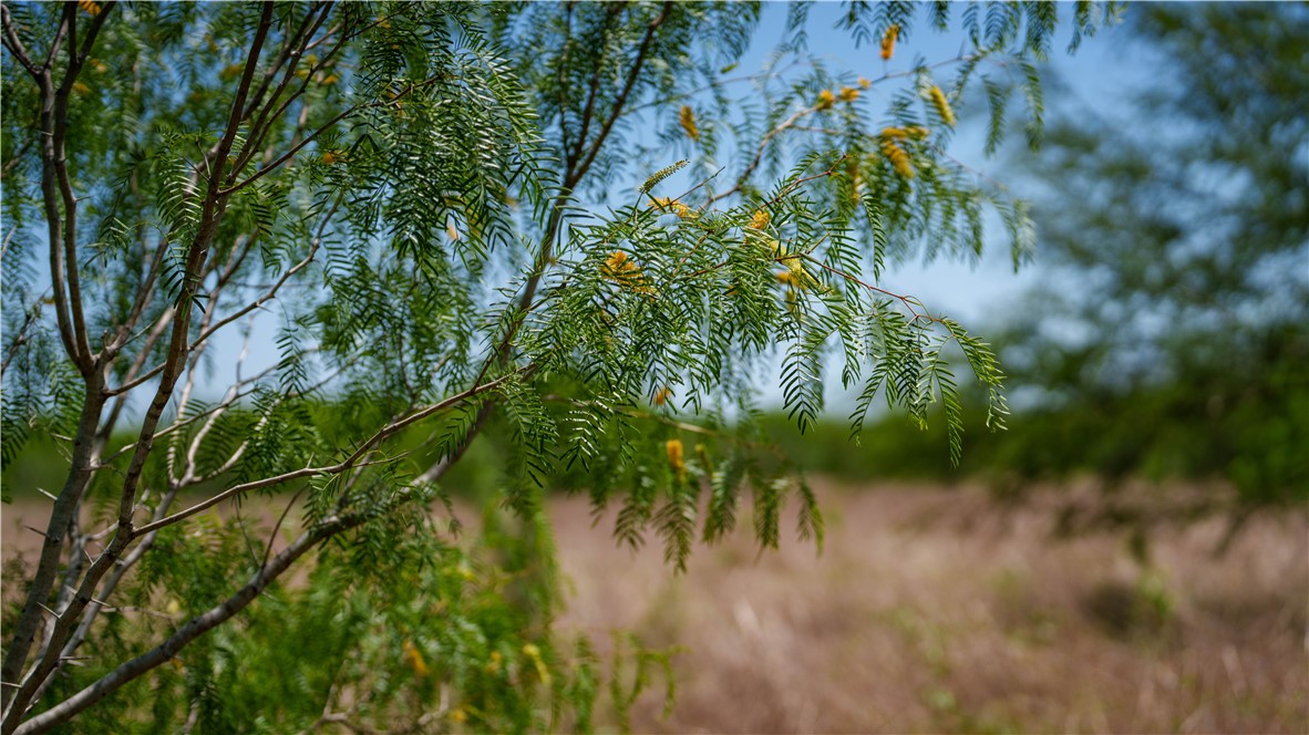 Tr 3 Fm-735 Alice, TX 78332 - Photo 21 of 37 a view of a garden