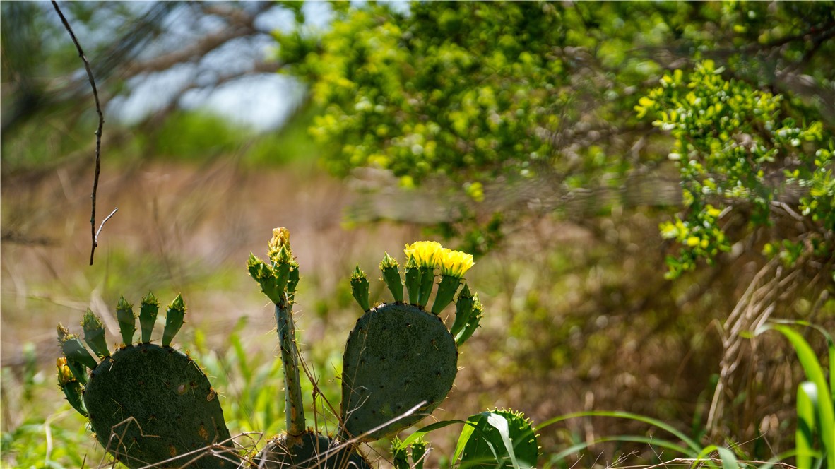 Tr 3 Fm-735 Alice, TX 78332 - Photo 22 of 37 a close up of a plant in a garden
