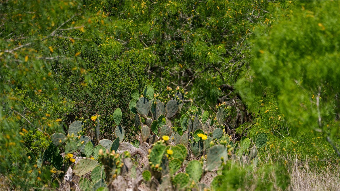 Tr 3 Fm-735 Alice, TX 78332 - Photo 24 of 37 a view of a lush green forest