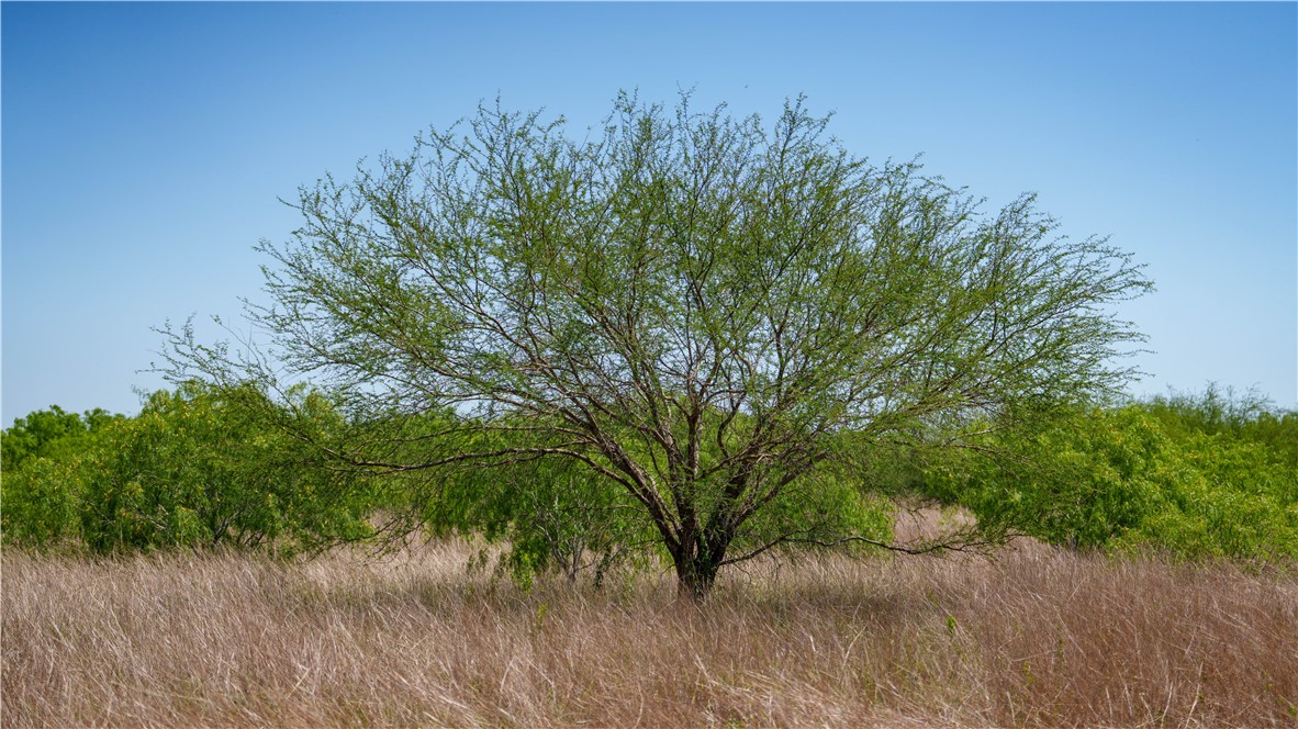 Tr 3 Fm-735 Alice, TX 78332 - Photo 27 of 37 a view of a yard