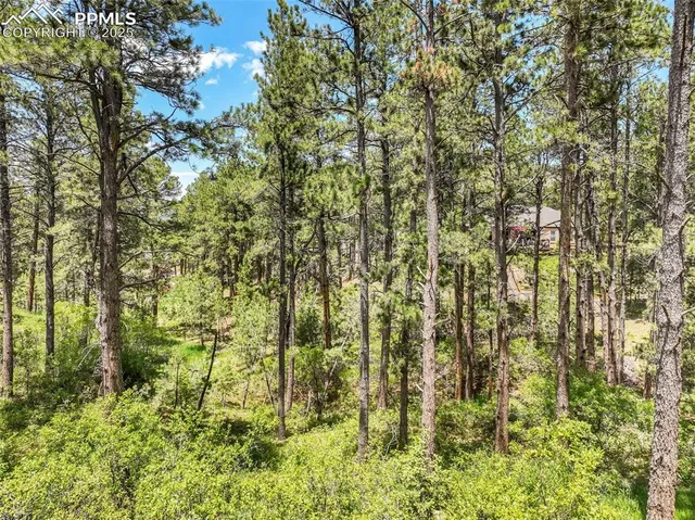 a view of a yard with plants