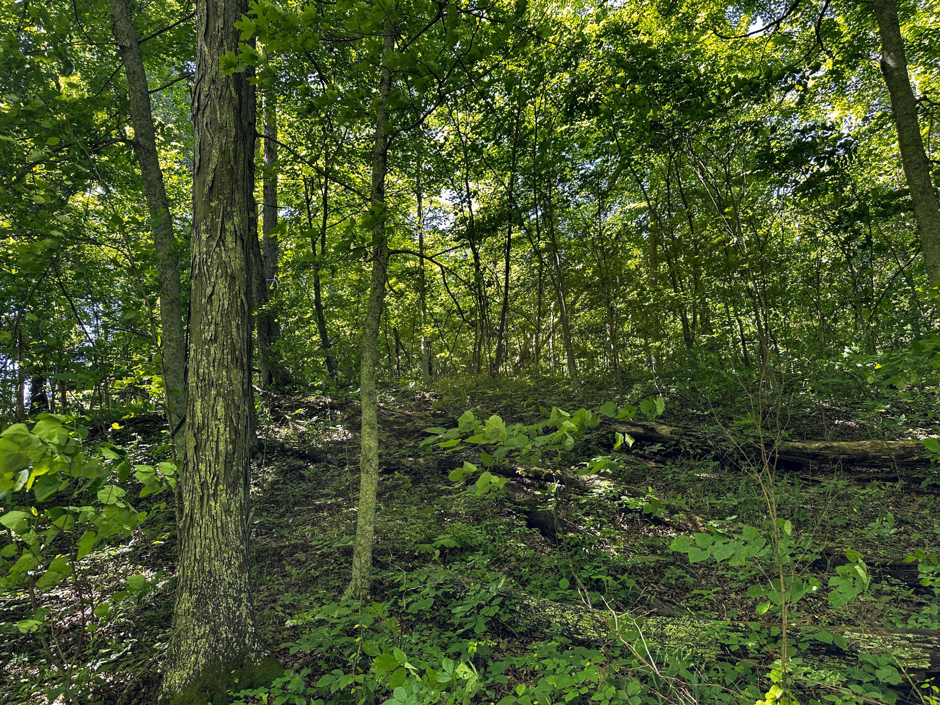 1725 Hull Road, Unit TRACT 4 WOODS WAYNE FOREST) Patriot, OH 45658 - Photo 39 of 45 20240607_150420132_iOS