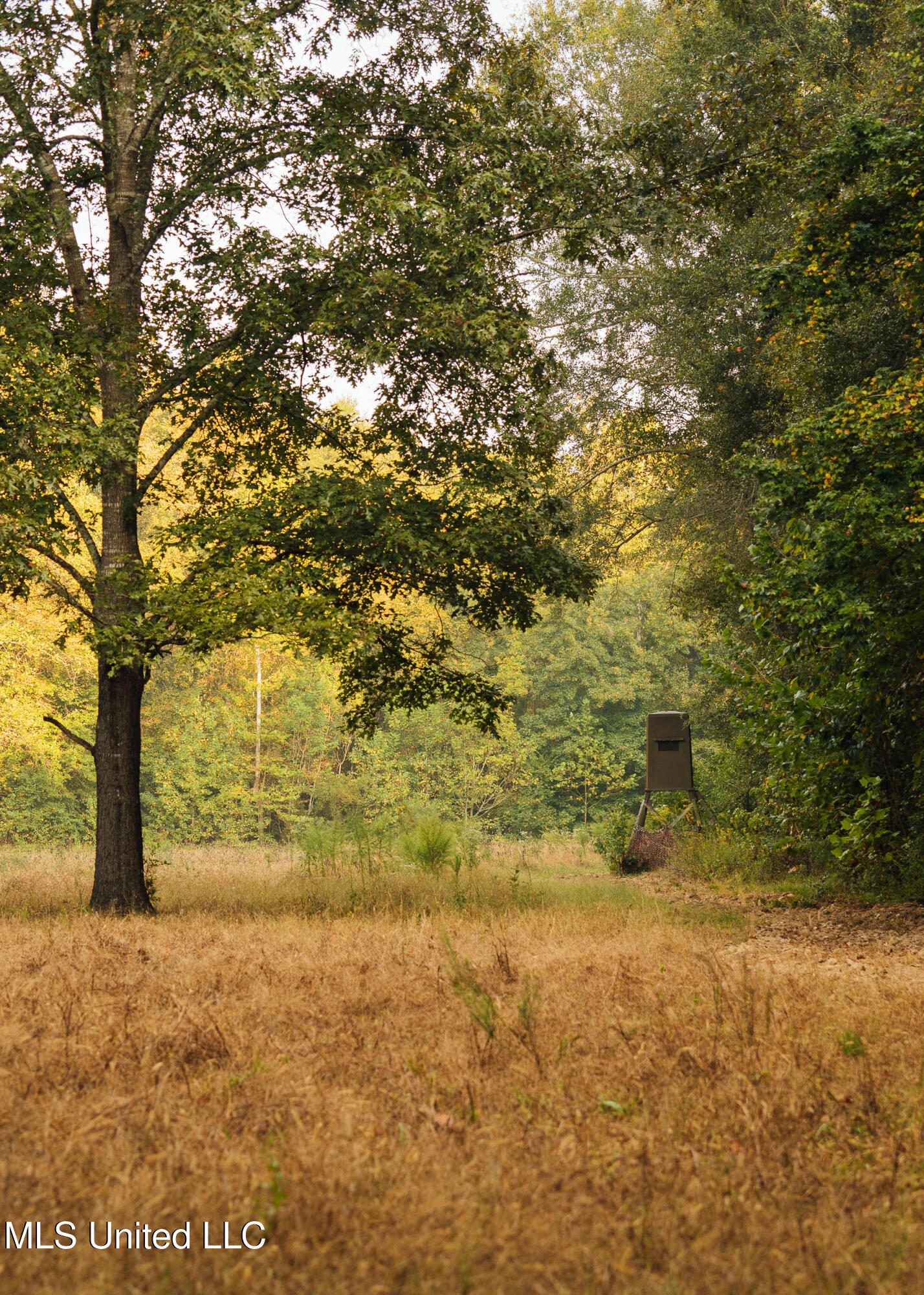 Pea Ridge Road Lexington, MS 39095 - Photo 1 of 1 Trees
