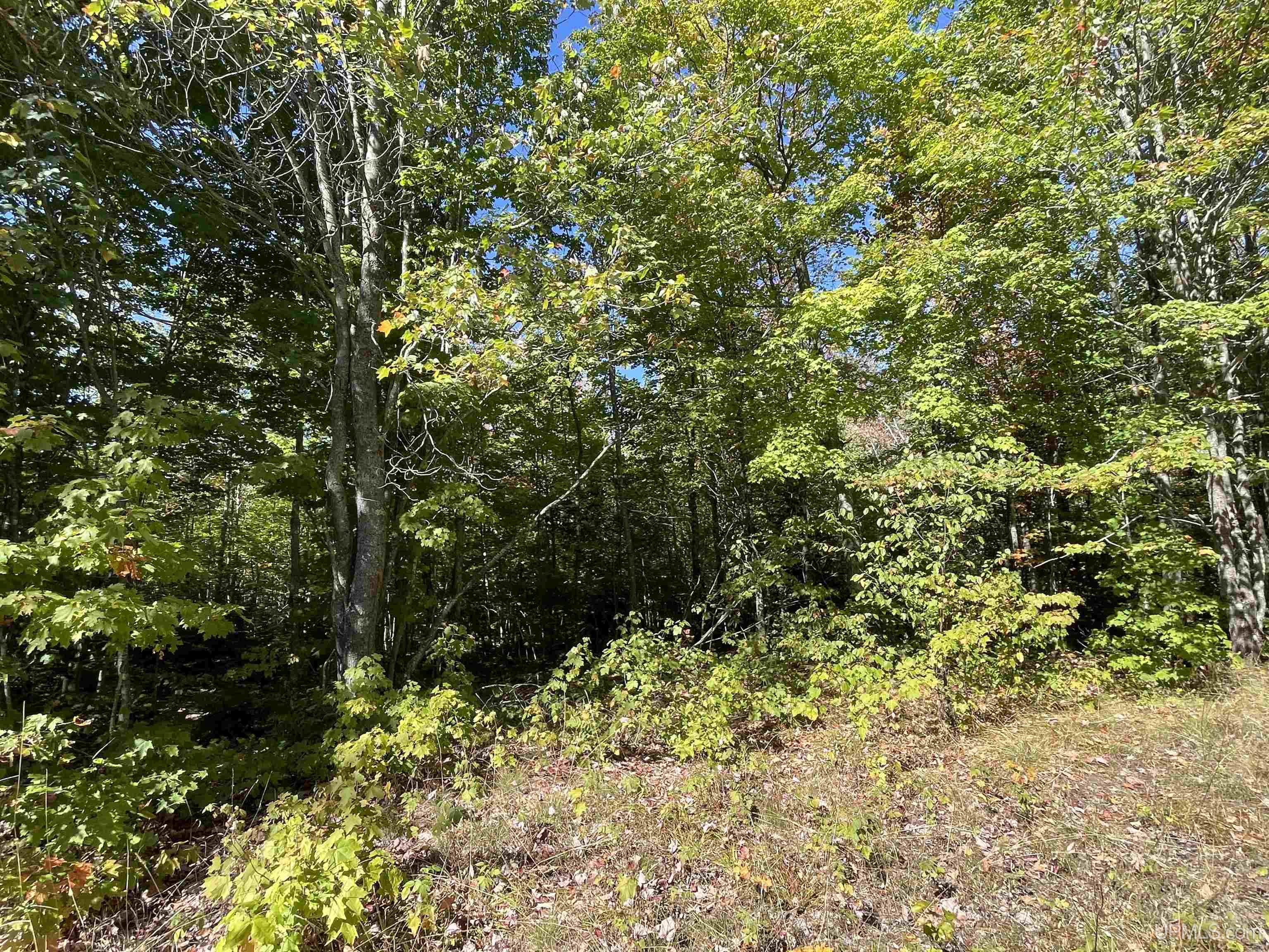 40 Acres Off H-58 Road Grand Marais, MI 49839 - Photo 8 of 21 Gallery Image 8