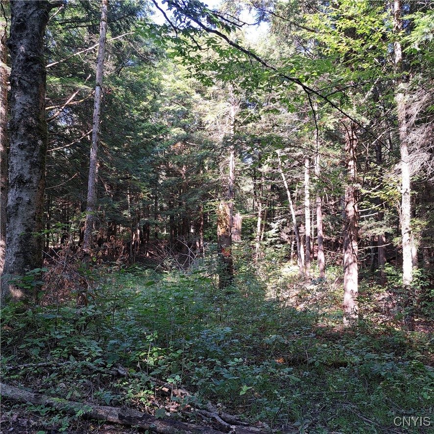 0 Dingle Road Camden, NY 13316 - Photo 1 of 1 Gallery Image 1