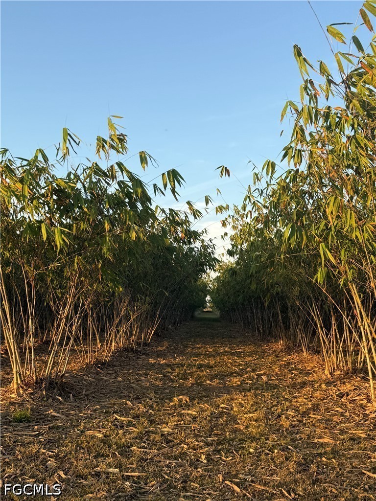 6724 5th Road LaBelle, FL 33935 - Photo 13 of 28 a view of a tree with a yard