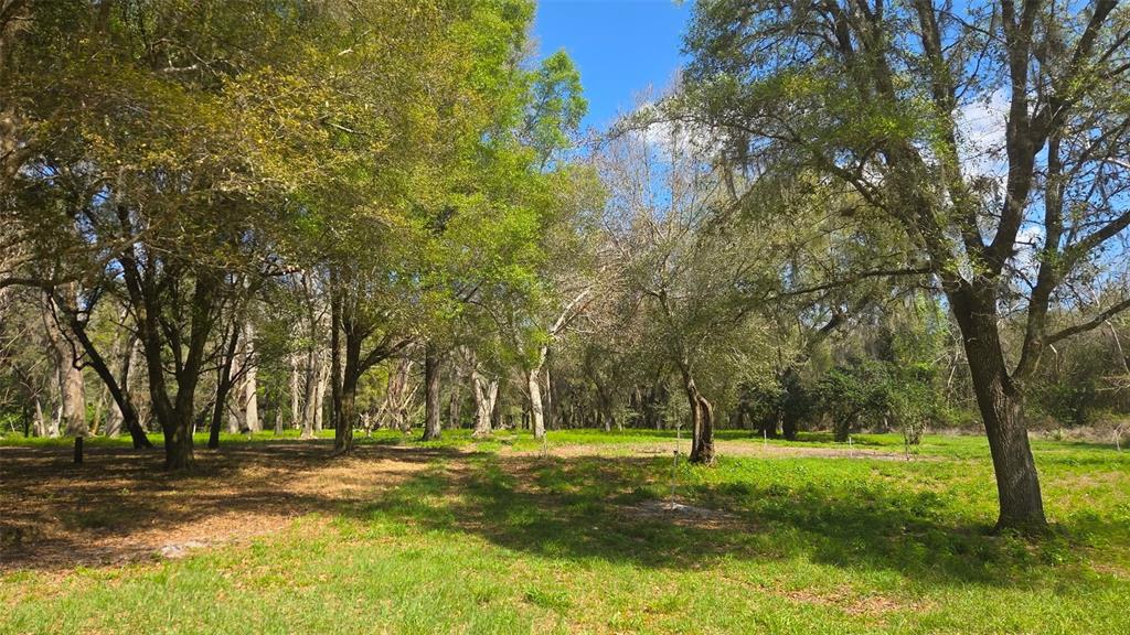2140 St Johns River Road Astor, FL 32102 - Photo 7 of 13 a view of a yard with trees