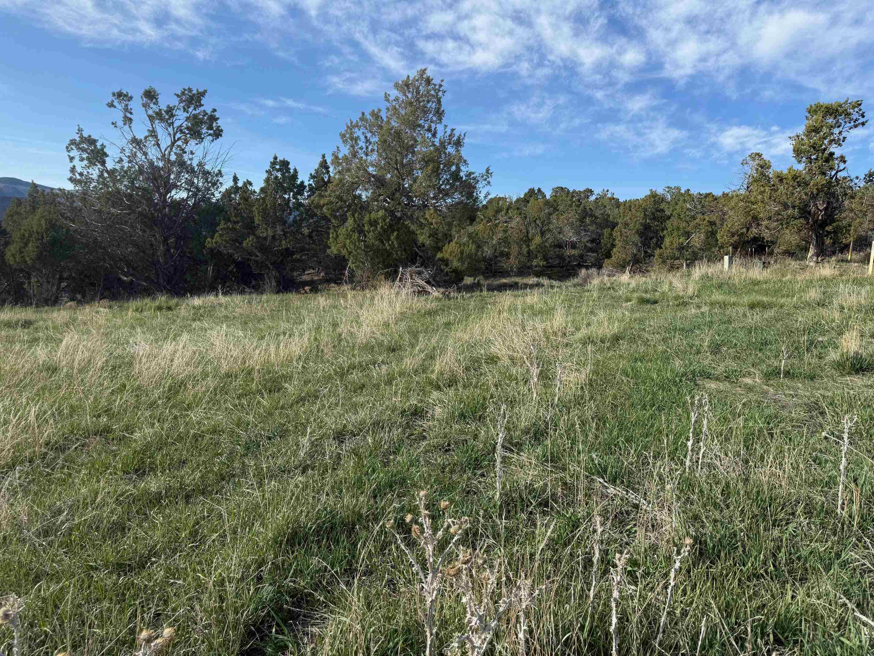 14495 Scott Loop Collbran, CO 81624 - Photo 3 of 12 a view of a yard
