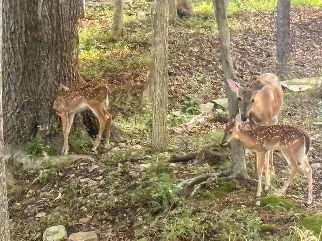 $679,900 | 409 Lake Vista Drive, Forest, VA 24551