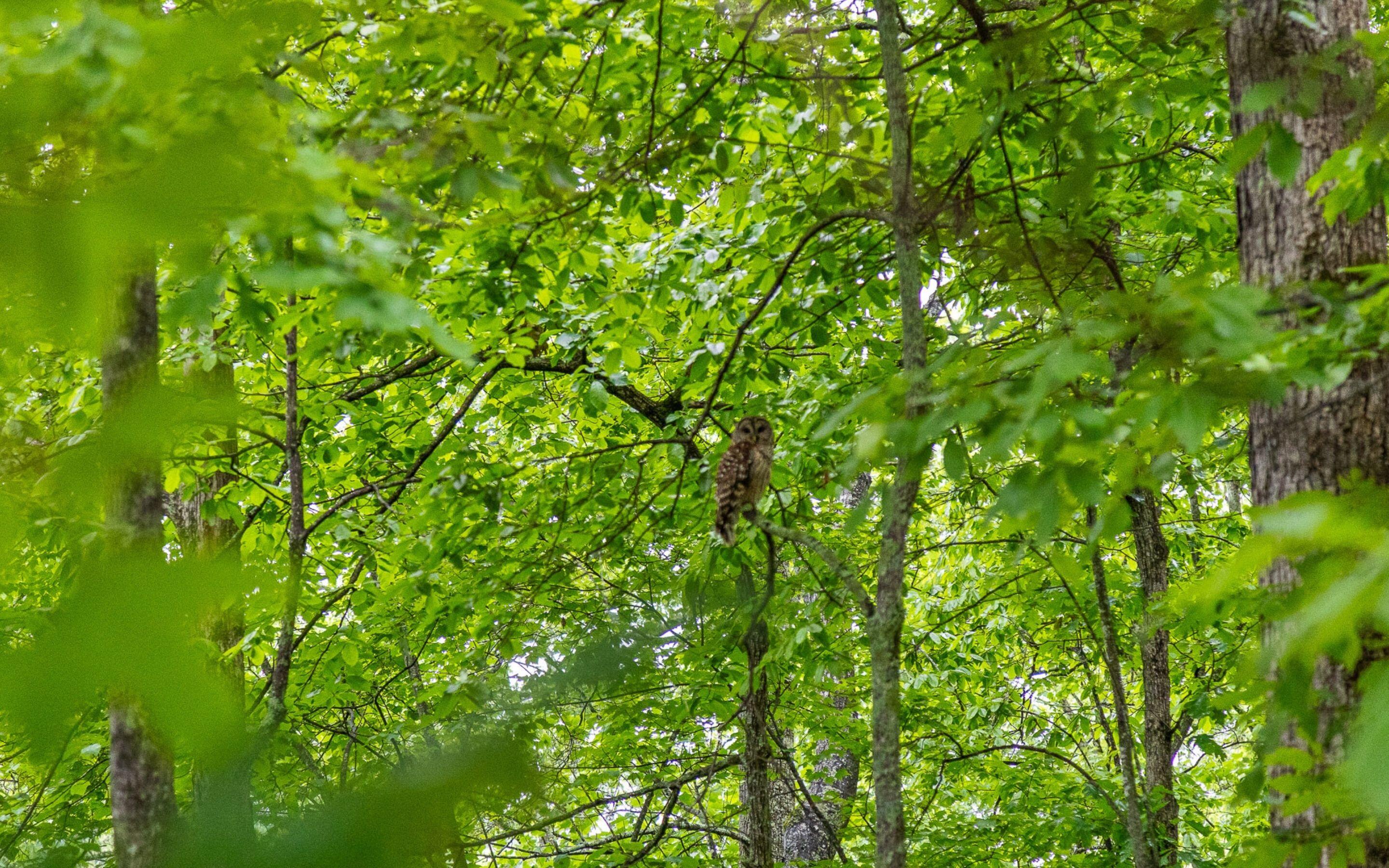 11 St Nicholas Way Signal Mountain, TN 37377 - Photo 49 of 56 Wildlife on the Mountain