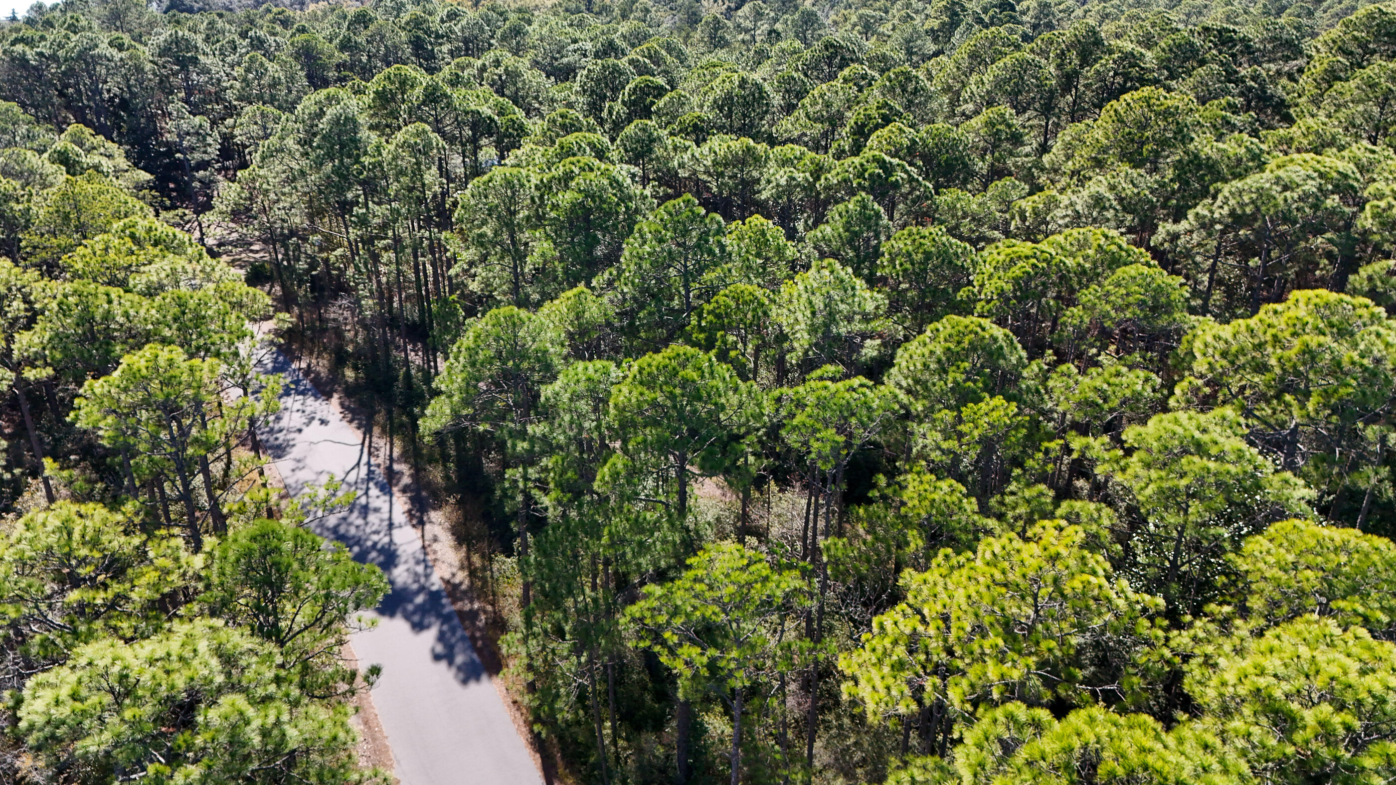 1.9-acres Red Barn Road Freeport, FL 32439 - Photo 11 of 11 a view of a garden with plants