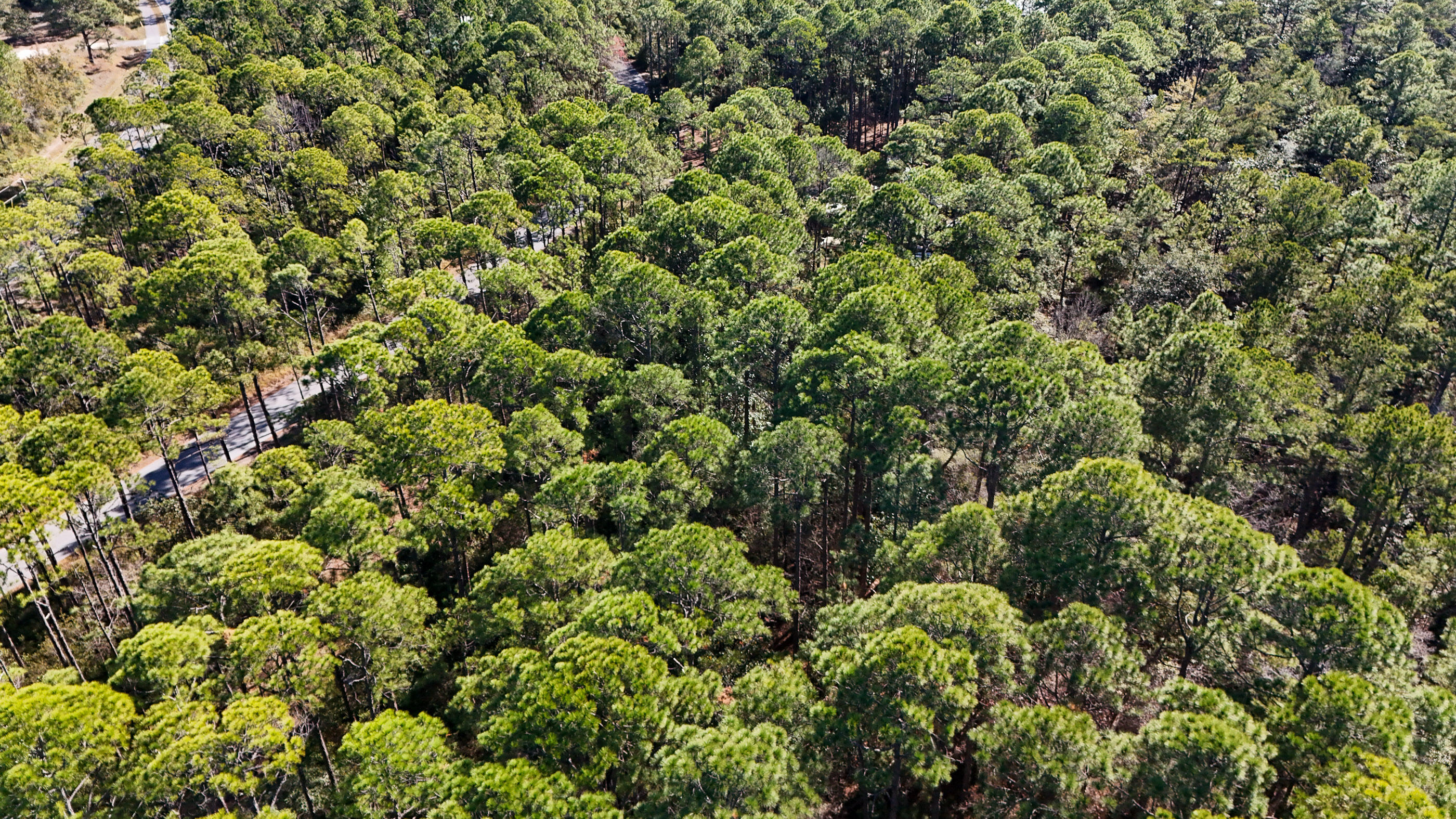1.9-acres Red Barn Road Freeport, FL 32439 - Photo 8 of 11 view of a lush green forest